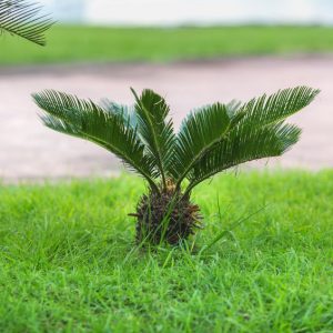 Sago palms are a lethal poison to dogs